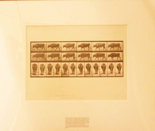 Steer, Animal Locomotion, Plate 670