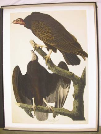 Turkey Buzzards (Cathartes Atratus), No. 31, Plate CLV