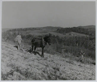 "Boy plowing potato field with a mule and bull-tongue plow on steep slope on J. W. Melton farm on Andersonville, Tennessee, road. This farm is on the edge of the area to be flooded by the Norris Dam reservoir.", 10/24/1933