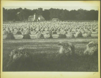 Ohio Harvest (wheat)