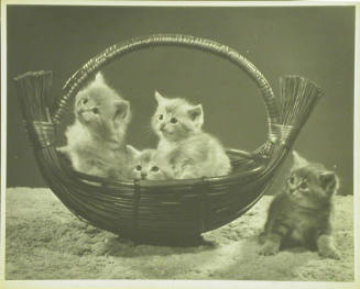 4 Kittens