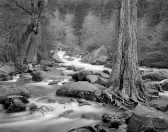 Merced River, Rocks and Tree, Happy Isles, Yosemite National Park

