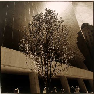 City Tree, New York City