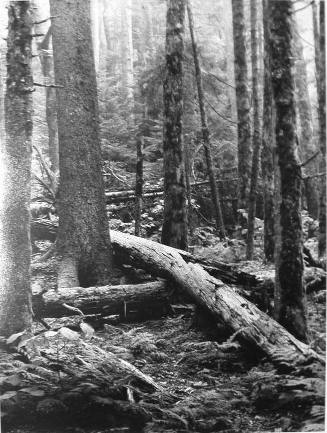 Fallen Tree, Great Smoky Mountatins
