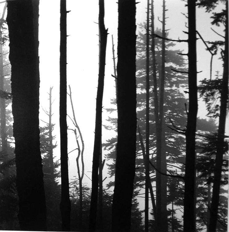 Forest, Clingman's Dome, Great Smoky Mountains