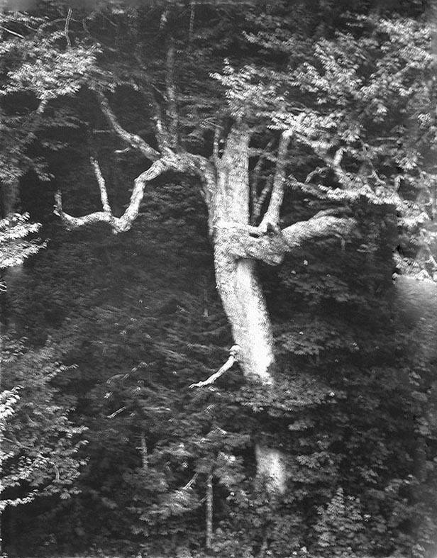 Tree, Clingman's Dome, Great Smoky Mountains