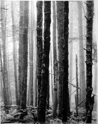 Mountain Forest, Great Smoky Mountains