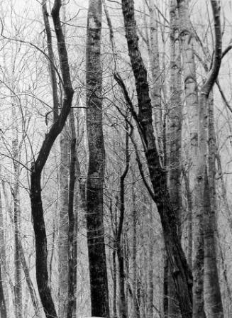 Barren Forest, Great Smoky Mountains