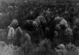 Lower Valley, Great Smoky Mountains