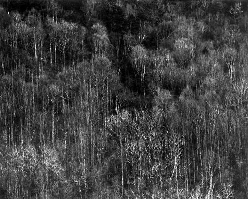 Barren Trees, Great Smoky Mountains