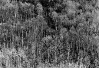 Barren Trees, Great Smoky Mountains