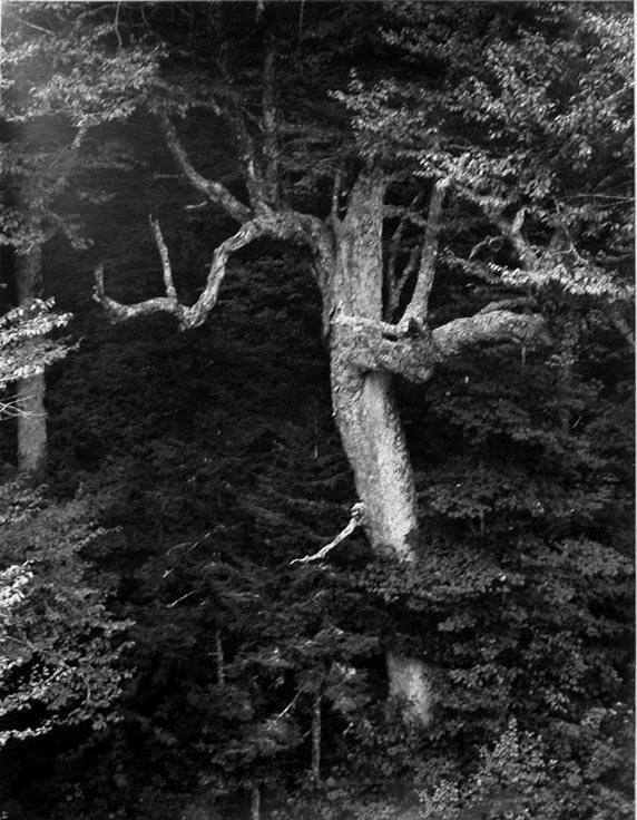 Tree, Clingman's Dome, Great Smoky Mountains