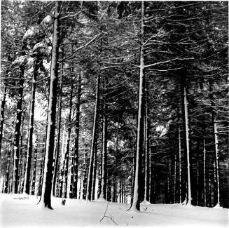 Pine Forest, Yellow Springs , Ohio