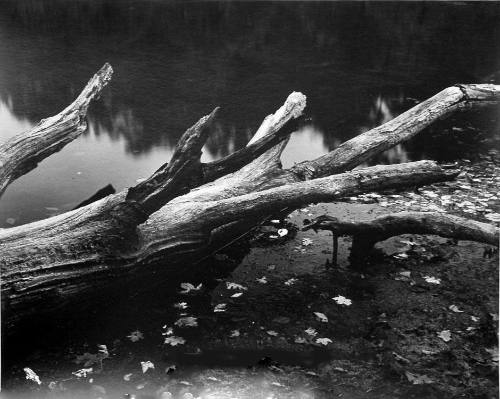 Fallen Tree, Brown County Park , Indiana