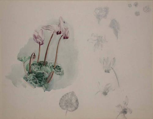 Cyclamen