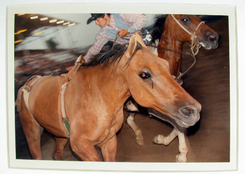 Pickup, Rodeo, Dayton, Ohio