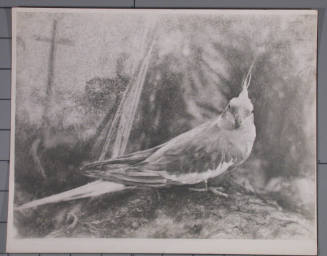Bird Study at the Dayton Art Institute