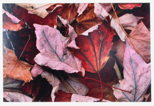 Fallen Leaves