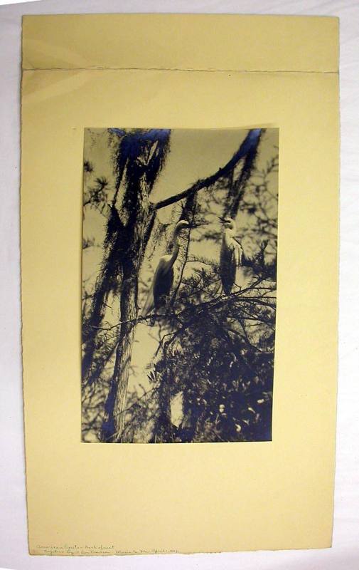 American Egrets - Back of Nest, Volusia County, Florida, April 1927