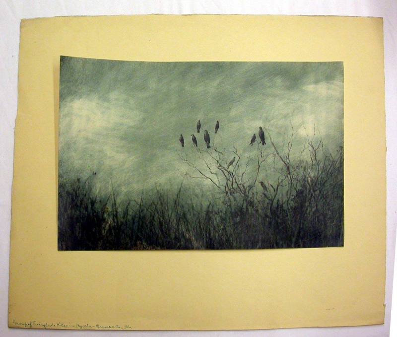 Group of Everglade Kites in Myrtle - Brevard County, Florida