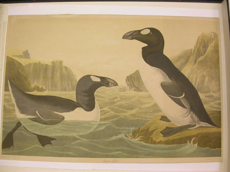 Great Auk - Alca Impennis