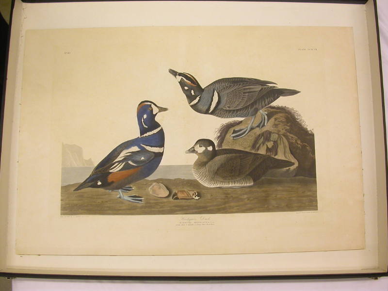 Harlequin Duck