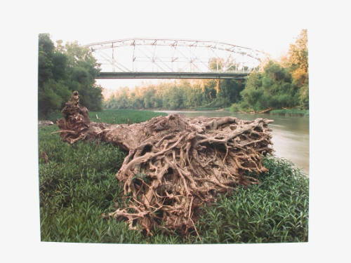 Untitled (Siebenthaler Bridge and tree trunk)