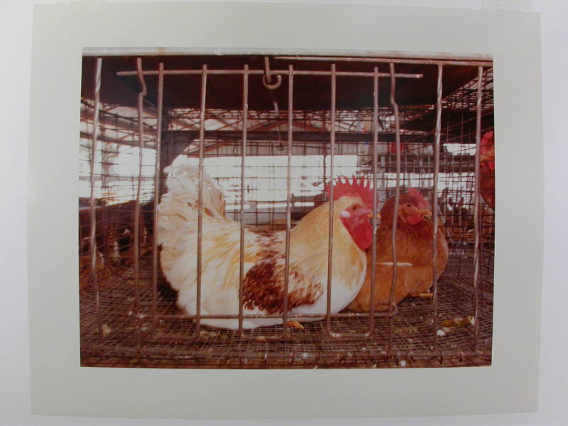 Chickens, Nance County Fair, Fullerton, Nebraska