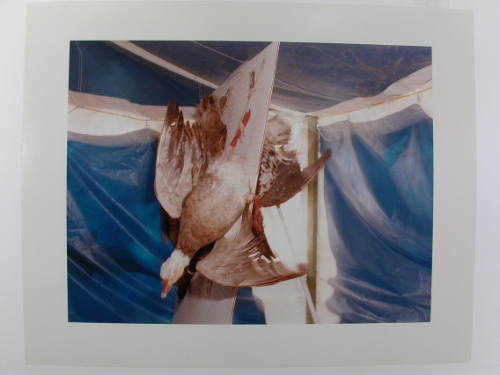 Hanging Bird, Nebraska State Fair, Lincoln, Nebraska