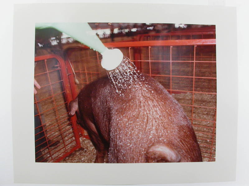 Pig, Nebraska State Fair, Lincoln, Nebraska