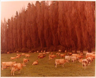 Gersey Herd, New Zealand