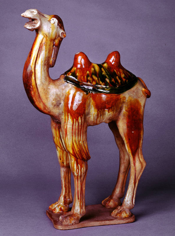 Standing Camel