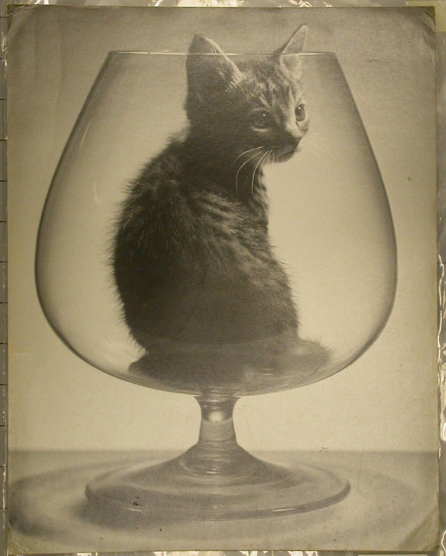 Kitten in a Snifter