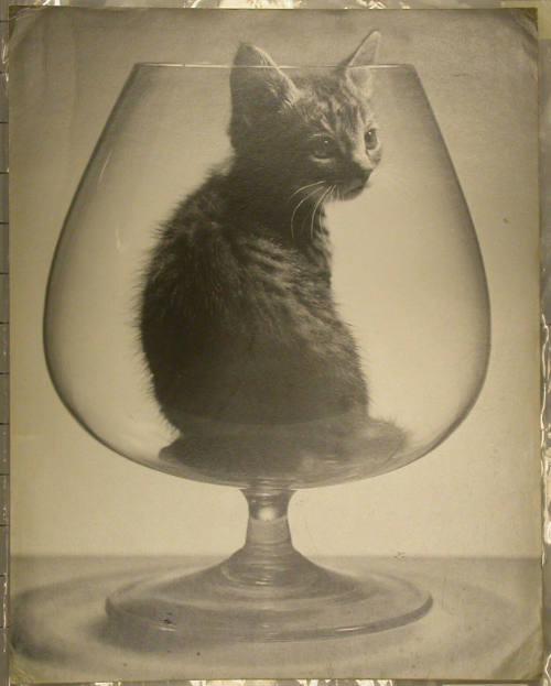 Kitten in a Snifter