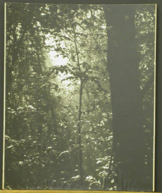Forest Motif II