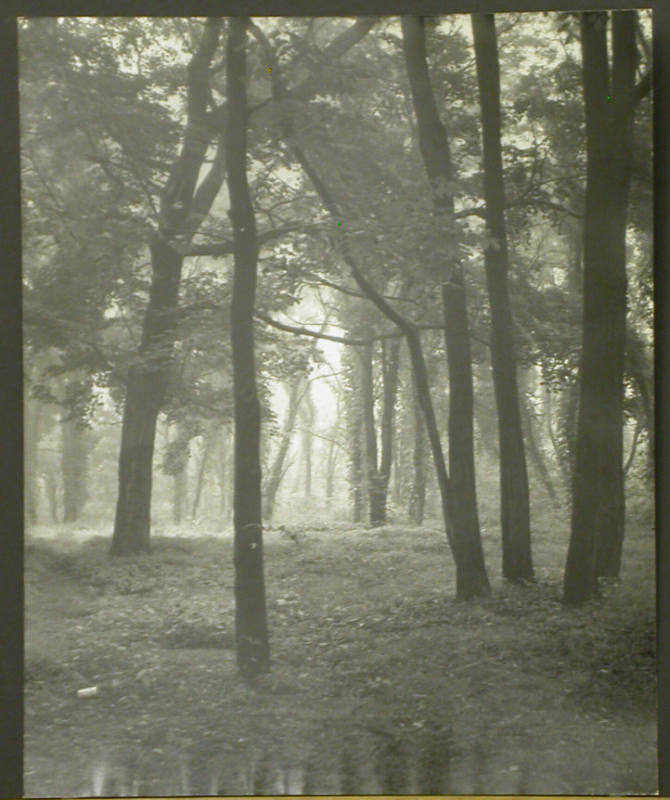 Forest Pathway