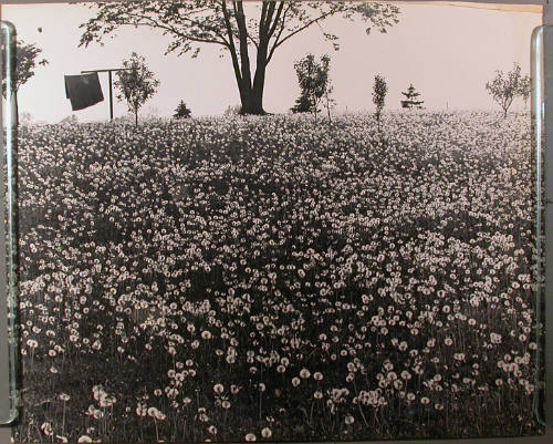 Field Dandelion