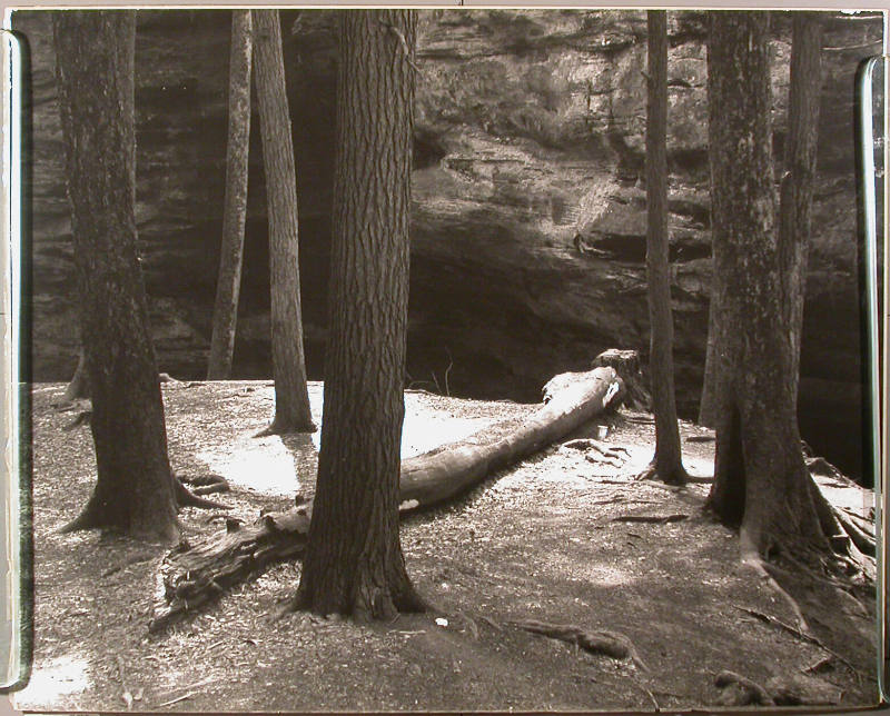 Trees Along Gorge