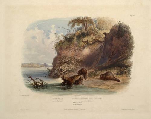 Beaver hut on the Missouri