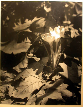 Crocuses Blossoming Through Dead Leaves