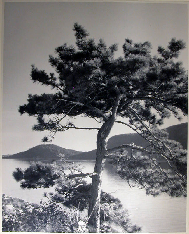 Landscape with a lake, mountains, and pine tree