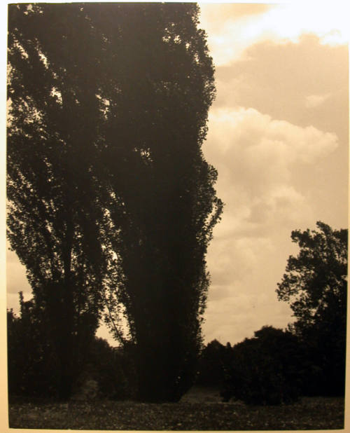 Landscape with cypress trees