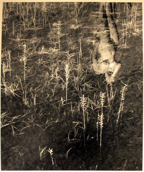Reflection in Pond and Plants, Provincetown, Massachusetts, 1949