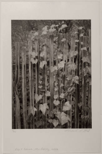 Ivy and Fence, Monterey