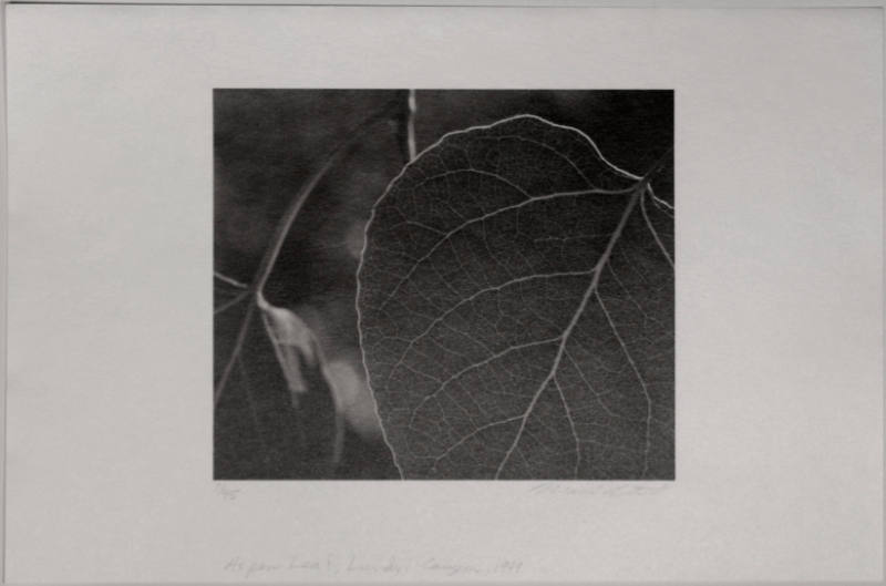 Aspen Leaf, Lundys Canyon