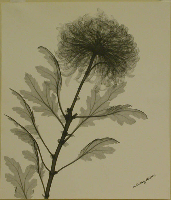 Spoon Chrysanthemum