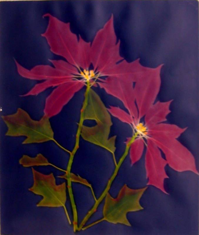 Poinsettia