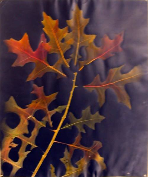 Oak Leaves