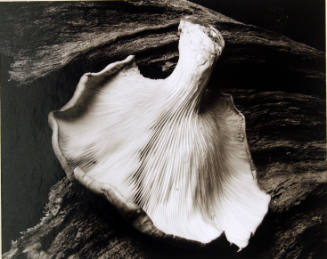Fungus, Ipswich, Massachusetts