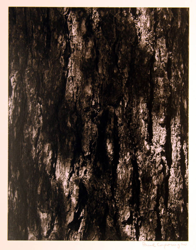 Untitled (Bark)